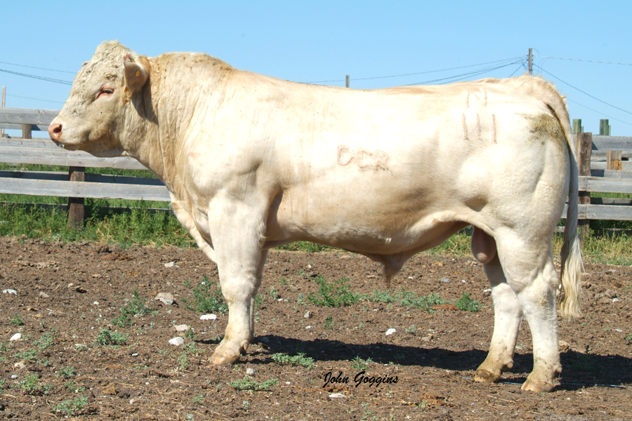 Charolais cattle producer